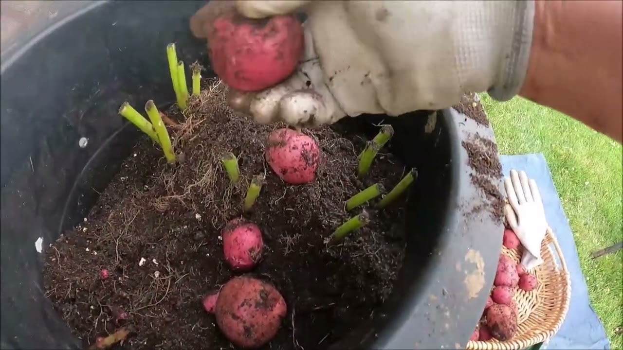 Harvesting Potatoes July 2024     NorsonTV