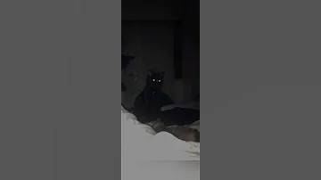 صوت قطه وهي تستغيث قبل ما تفقد روحها 