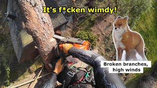 Hazard tree mitigation: Broken branches, fading sunlight and strong wind