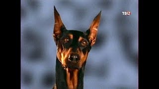 Собаки. Энциклопедия. Собаки. Энциклопедия.