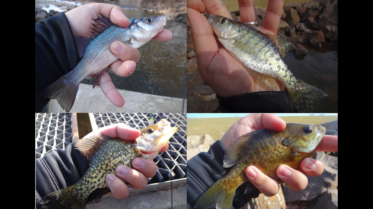Winter Spillway Fishing for Whatever Bites! (Langhorne, PA) YouTube