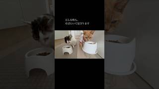 きょんを守る11キロの猫#きょんちゃん#高齢猫#ゆきちゃん #cats #shorts #ねこのいる生活
