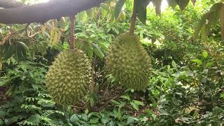 Blossom Durian Flowers To Harvested Fruits