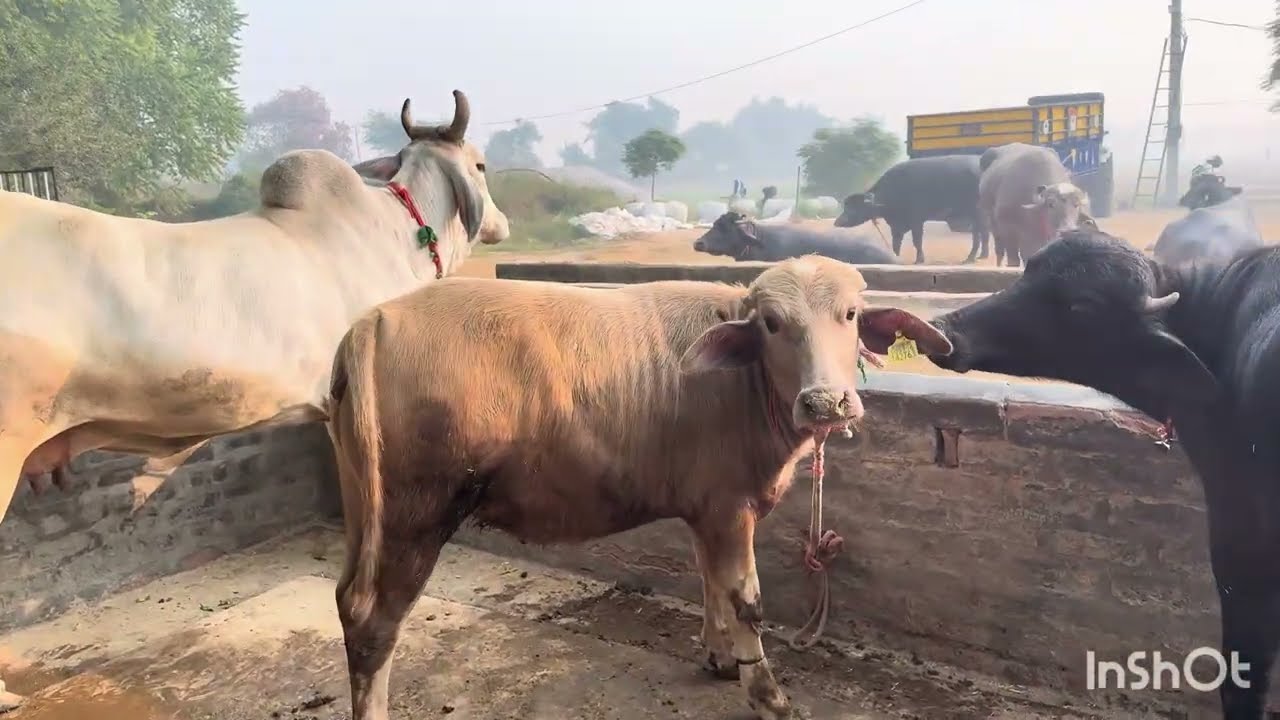 बदलते मौसम में हम अपने पशुओं को कैसे मैनेज करते हैं 