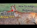 How to judge barbari goat breed complete documentary