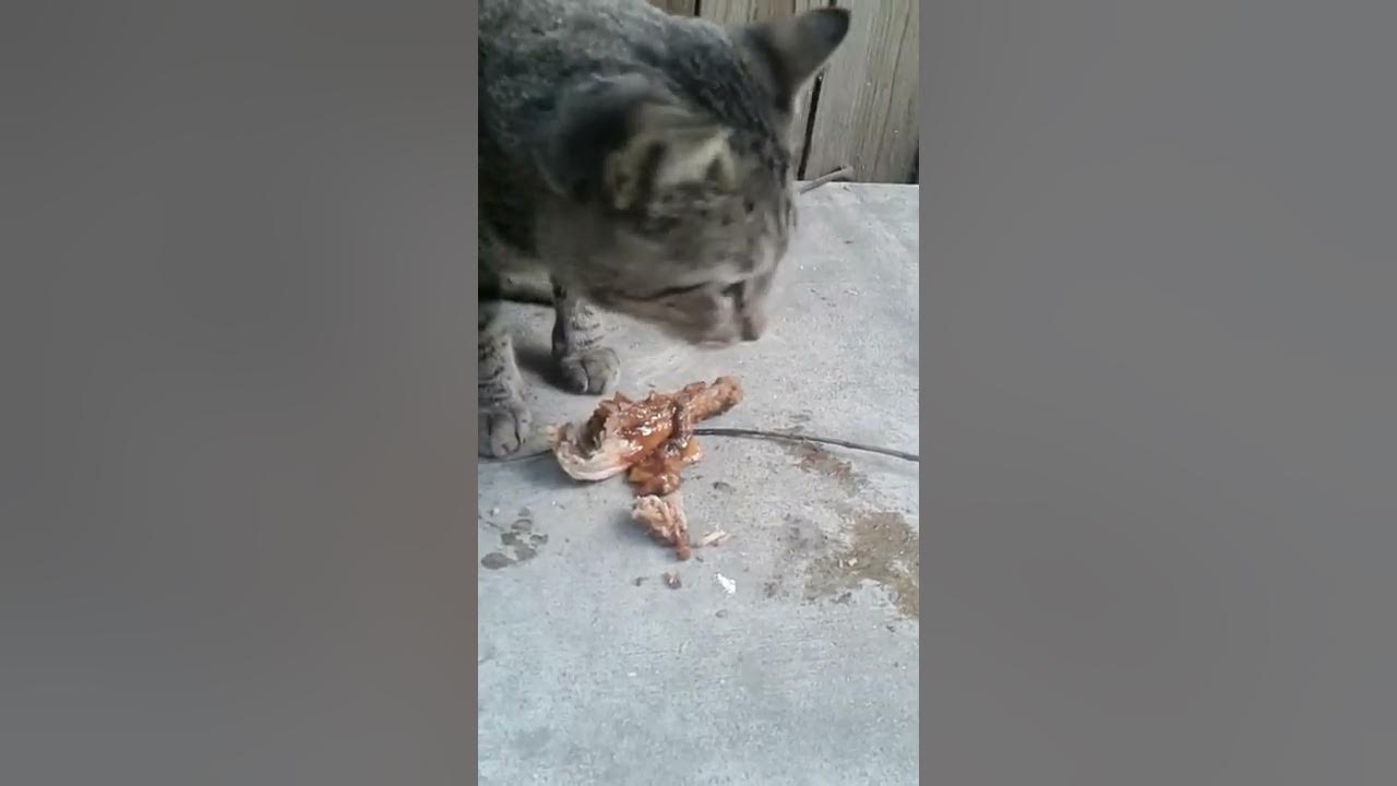 Cat attacks chicken YouTube