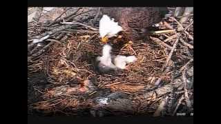 Decorah Eagles -  Eaglet Bonks Mom 4-8-14