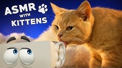 ASMR with KITTENS ๐ฑ Ear to Ear Purring, Goodie Smacking, Fur Grooming