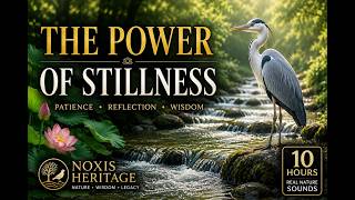 The Power of Stillness | 10 Hours of Stream & Heron Sounds for Reflection, Focus & Inner Peace
