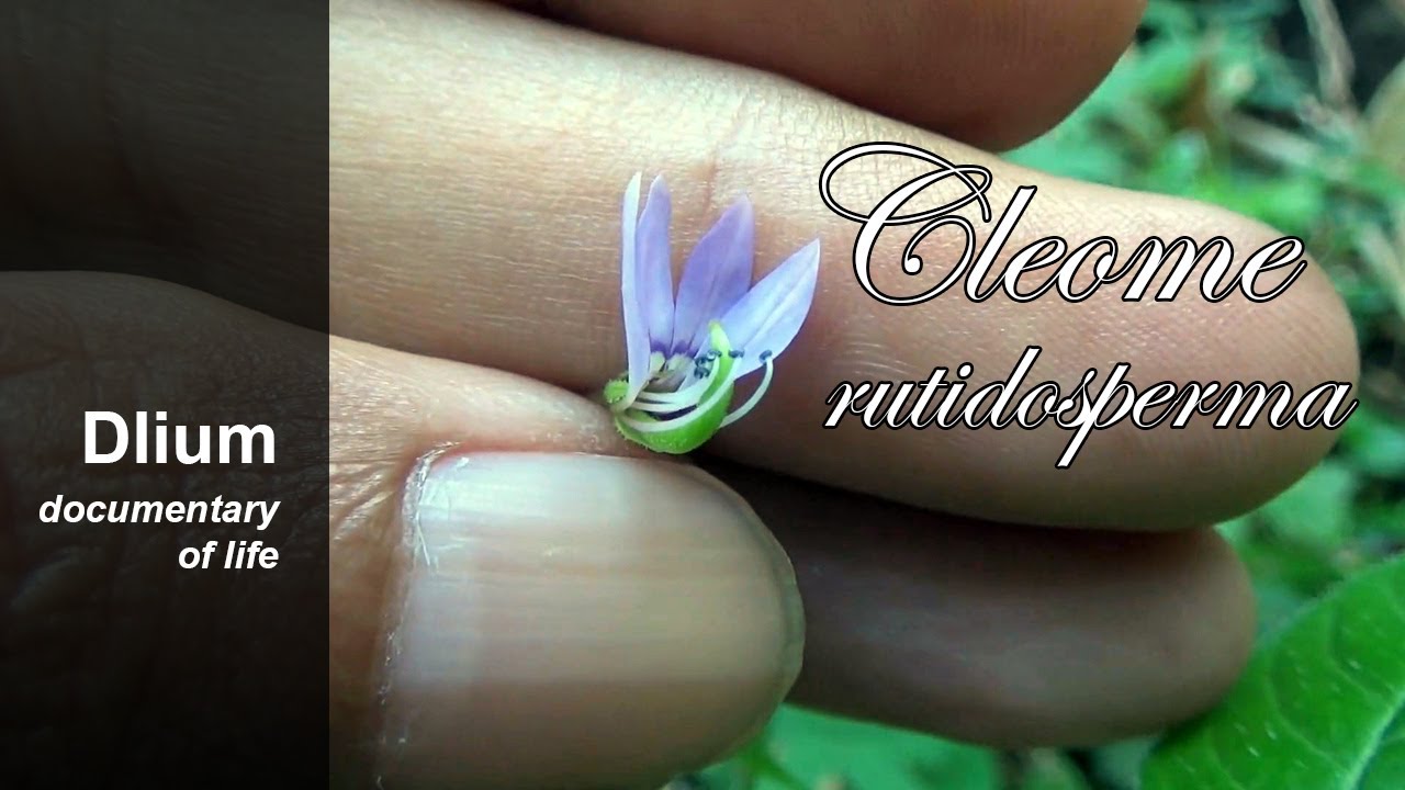 Purple cleome (Cleome rutidosperma) - part 2