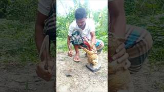 Mouse trap with fox sculpture 02 #survival #farming #hunting #animals #rattrap #skills #viral