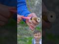 लकड़ी का और गुब्बारे का कमाल#breakingnews #shorts #shortsfeed #viral