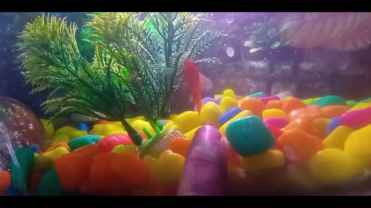 shark ka baccha new🐠