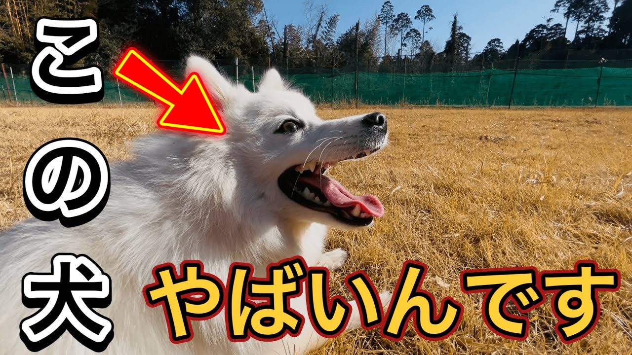 我が家の愛犬がやばすぎます！！【日本スピッツ】