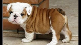 Cutest Bulldog Puppies Ever Seen Cutest Bulldog Puppies Ever Seen