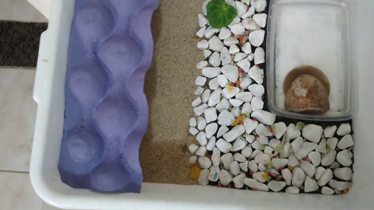 MONTANDO O TERRÁRIO DA MINHA TARTARUGA