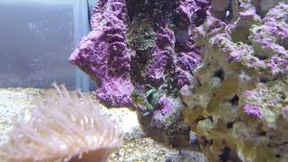 Mithrax eating Valonia Algae