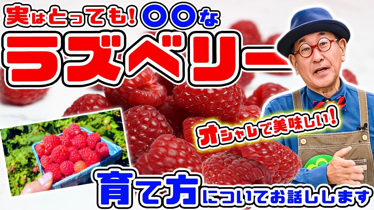 57ラズベリー トゥラミーンTulameen サッカー苗 庭整理 ラズベリー