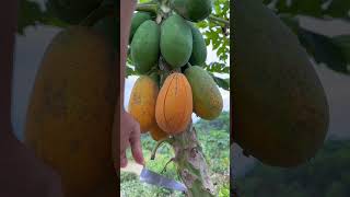 Farm fresh fully ripped papaya #fypシ #fresh