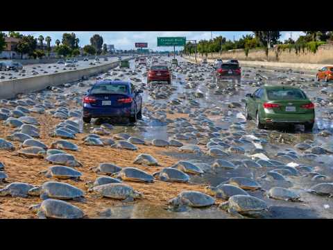 This Is Why 500,000 Turtles Vanished From This Beach and No One Could Explain It