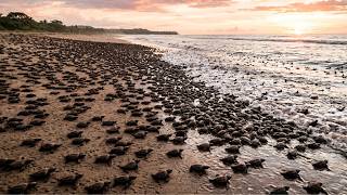 No One Could Explain Why 500,000 Turtles Disappeared… Until This Was Found