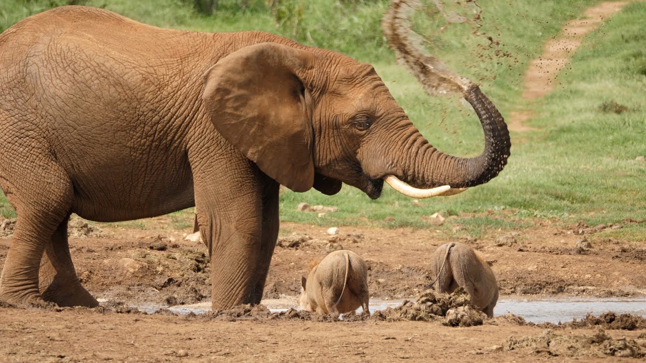 12 Cinematic Dramatic Slow Motion African Elephant Stock Footage Shots