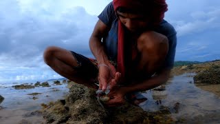 Lumang Shells Ang Ginamit Sa Pusit