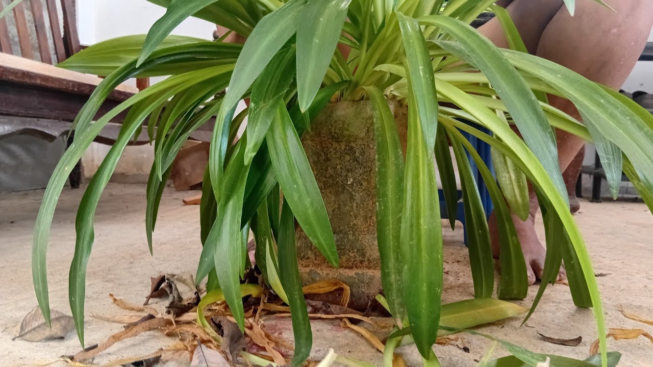 Limpeza de plantas de jardim / plant cleaning vlog by mpp88 lifestyle @mpp88lifestyle 