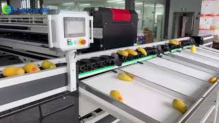 Celebrity Fruit sorting grading machine,dragon fruit sorter ,mango weight grader,grapefruit calibrator Profile