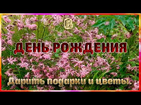 В День рождения Дарить подарки  и цветы - Смотреть видео с Ютуба без ограничений