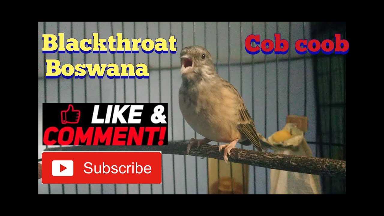 Burung blackthroat kurang birahi 