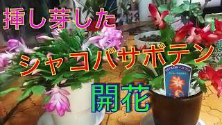 挿し木したシャコバサボテン 開花‼️ - YouTube