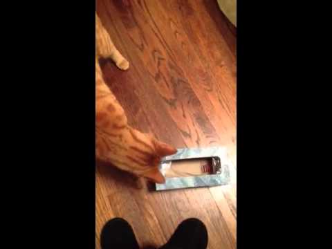 cat-gets-head-stuck-in-tissue-box