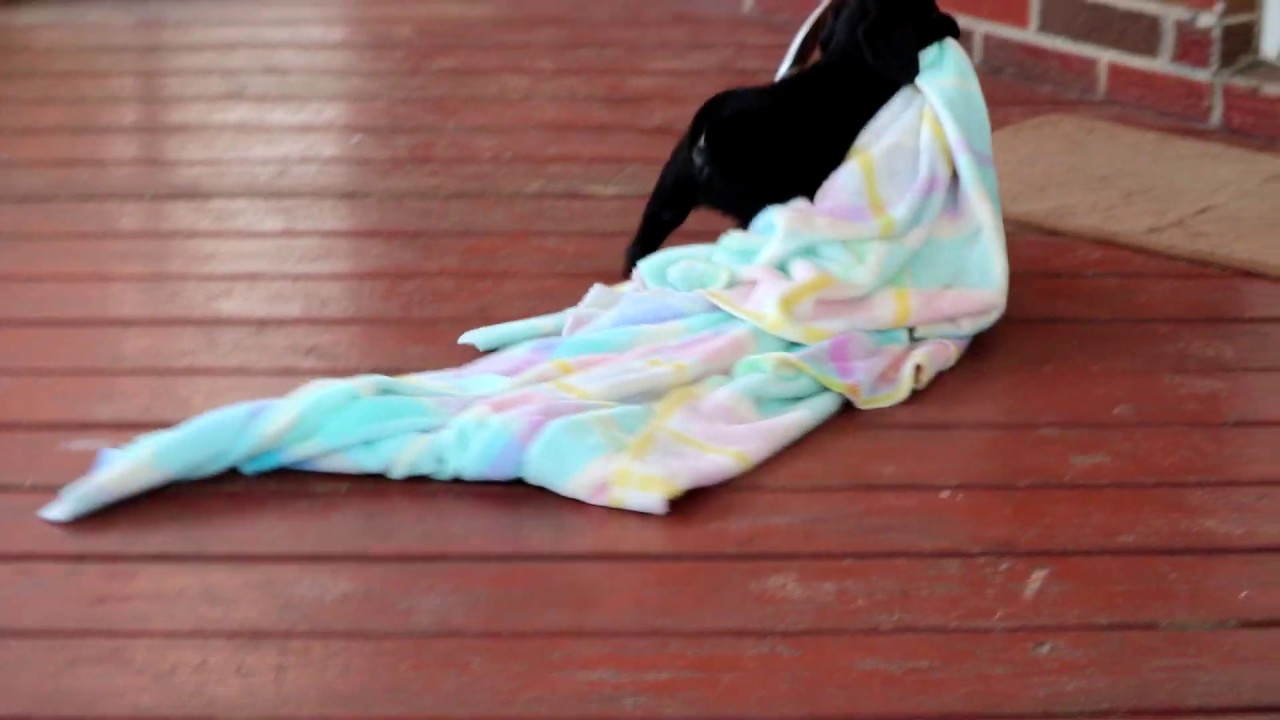 Cavalier Mix Puppies for Sale YouTube