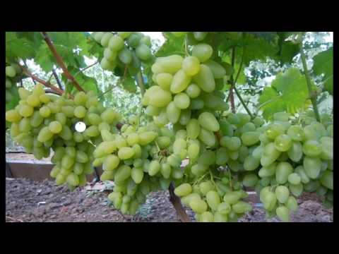 Виноград Бажена-описание  # особенности сорта