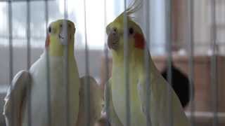 Lutino Cockatiel Mating Call