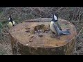 Great tit behaviour. Posturing and squabbling with other birds