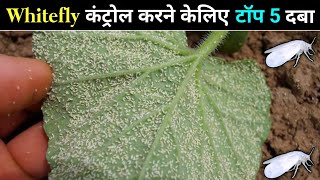 Whitefly control top 5 insecticide || सफेद मक्खी को कंट्रोल करने केलिए टॉप 5 दबा