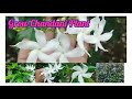 Chandani Plant beautiful flowers # white flowers #Plants #Plant with me 786