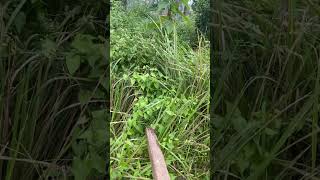 Grass image #subscribe #memes