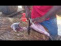      nagapattinam fishingport fishcuttingskills