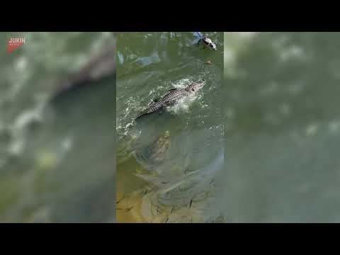 Snapping turtle bites alligator on the face - 1807020