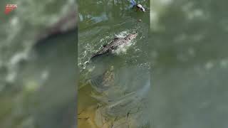 Snapping turtle bites alligator on the face - 1807020