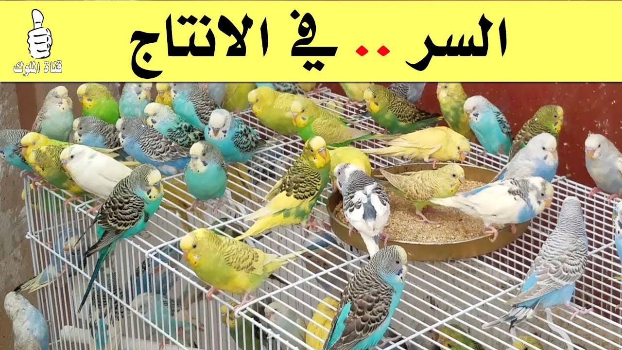 سر كيف اجعل طيور البادجي تتزاوج و تبيض في اسرع وقت في محمية الطيور التربية الجماعية