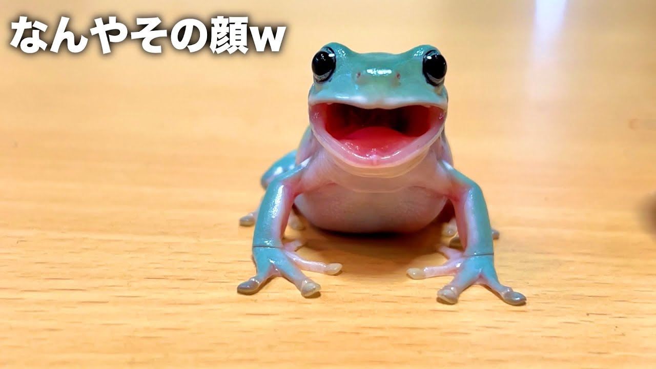 A frog with a sword. - YouTube
