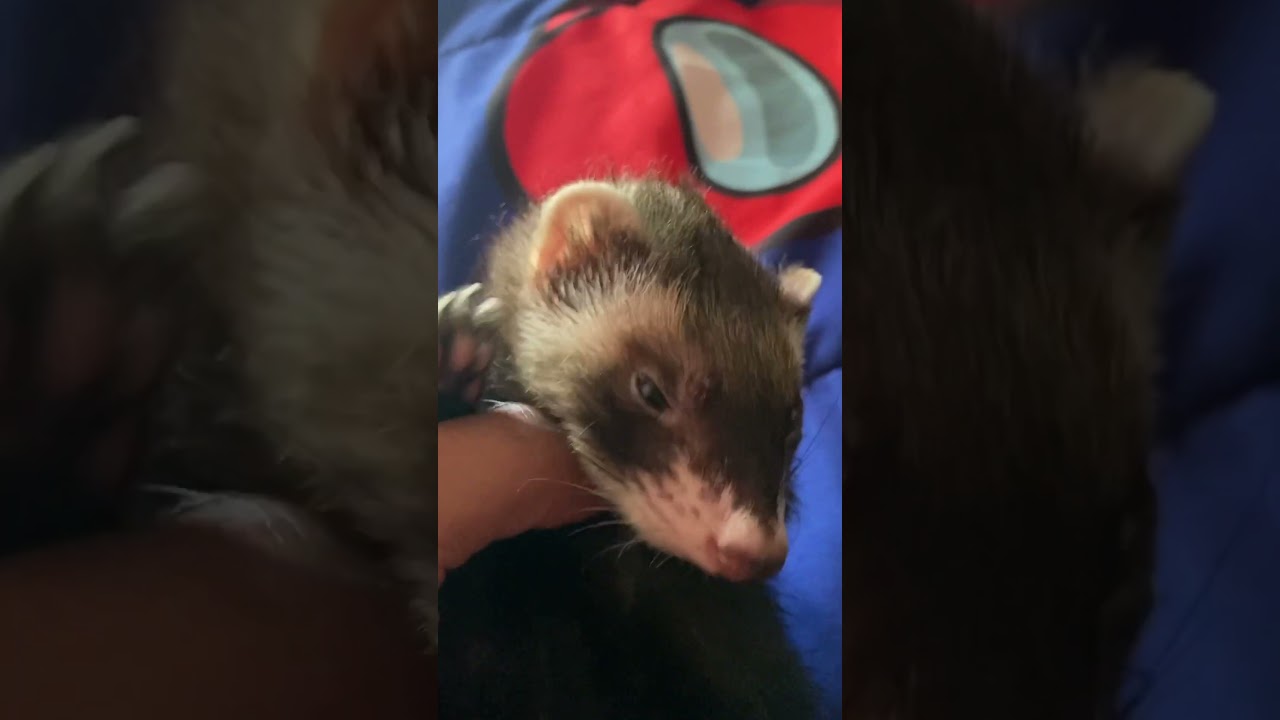 How slide the ferret they start