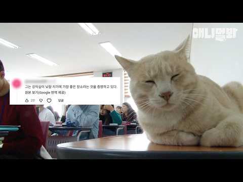 [#댓글모음집] 내 야옹 한 마디면 엘레베이터가 열린다니까? #TV동물농장 #AnimalFarm #애니멀봐