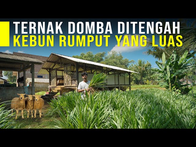 Peternak Muda 22 Tahun Sukses Ternak Domba dan Punya Kebun Rumput yang Luas class=