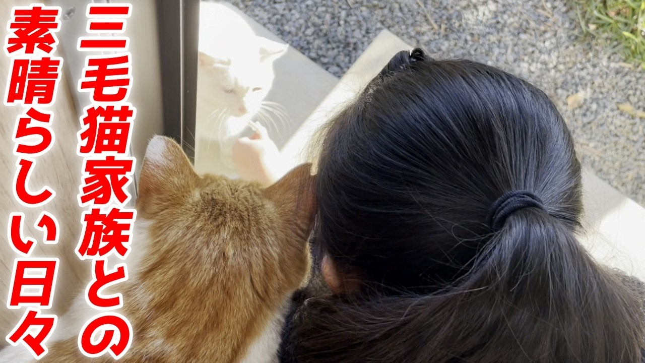 三毛猫♡仲良しひよこ♡コタツ大好き 猫好き娘と三毛猫家族の仲の良い素晴らしい日々…♡［三毛母猫の子猫