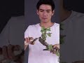 Aggressive Pruning of a Horned Maple—What Do You Think of This Cut? #bonsai